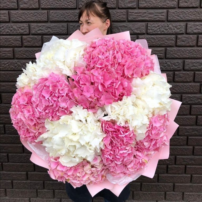 15 бело-розовых гортензий — купить в Краснодаре