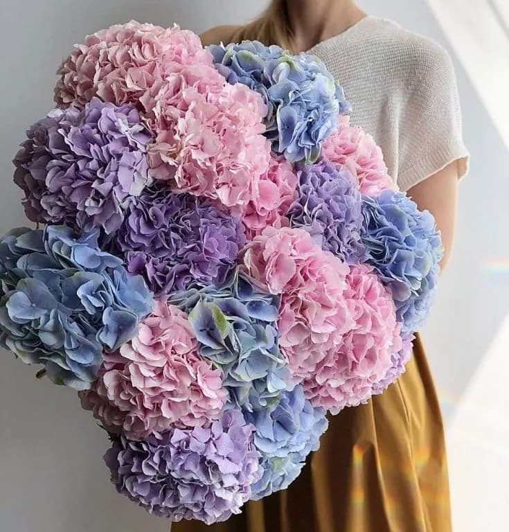 15 бело-розовых гортензий — купить в Краснодаре — фото 5