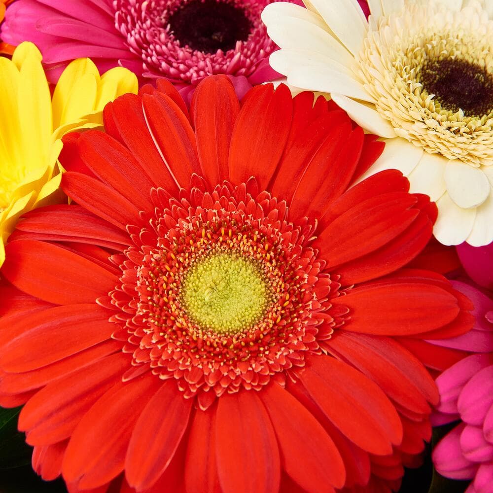 15 гербер в крафте — купить в Ростове-на-Дону — фото 4