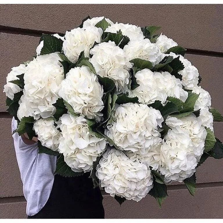 19 белых гортензий — купить в Ростове-на-Дону