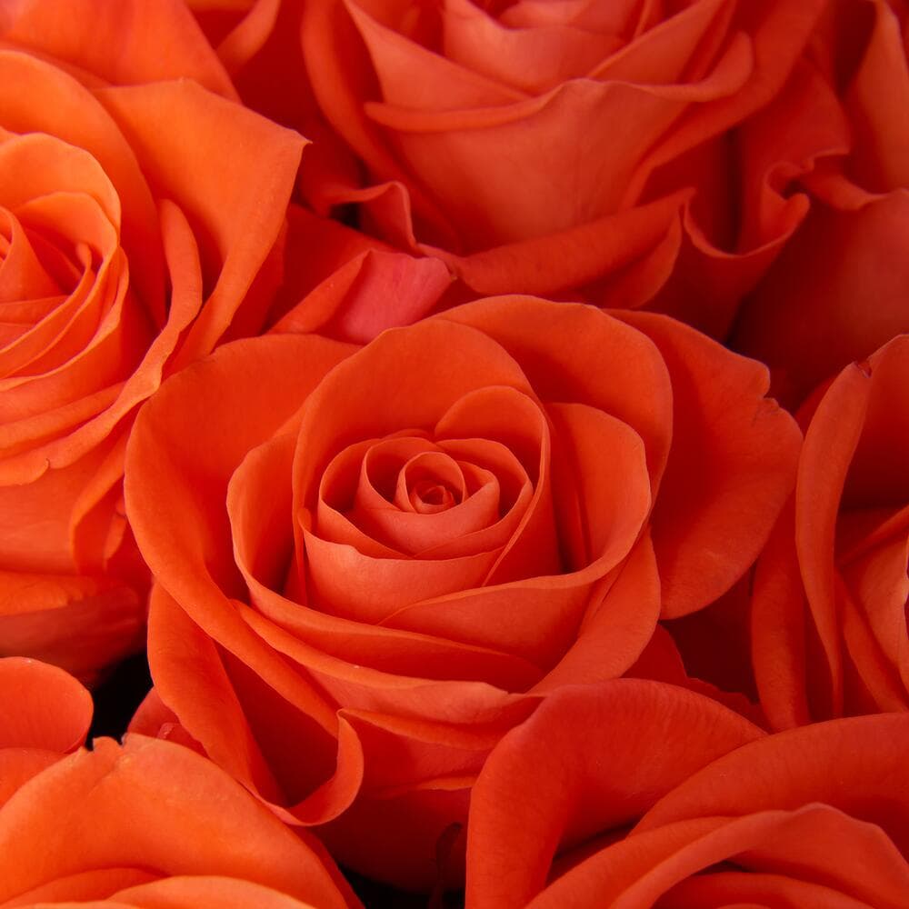 19 оранжевых роз — купить в Ростове-на-Дону — фото 3
