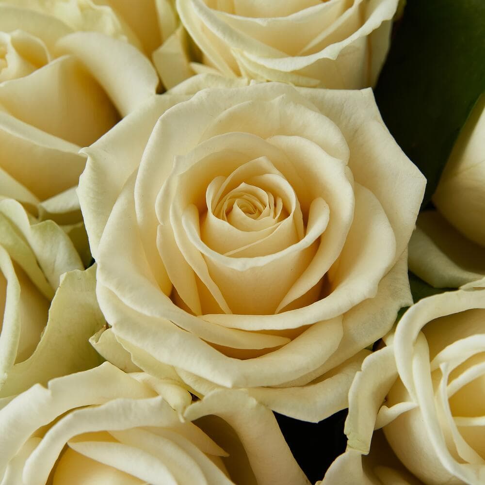 25 белых роз в крафте — купить в Ростове-на-Дону — фото 2