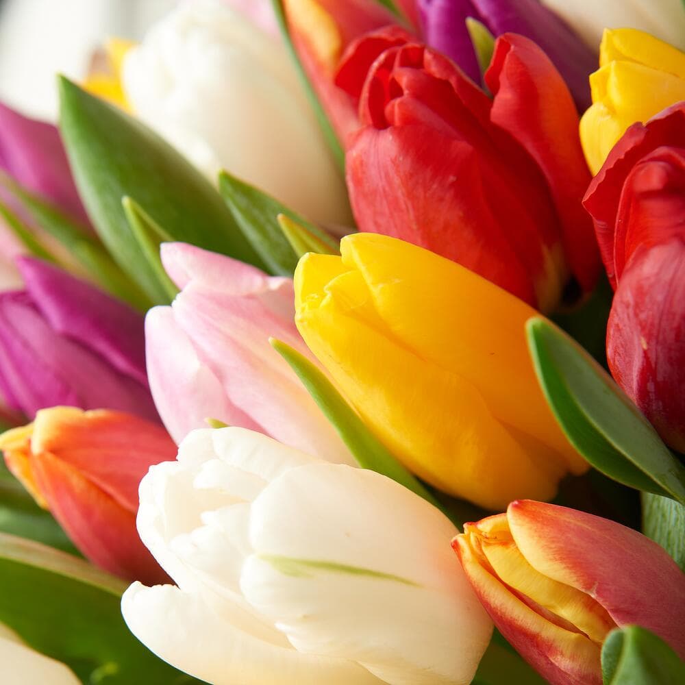 Букет из 25 тюльпанов: микс — купить в Ростове-на-Дону — фото 2