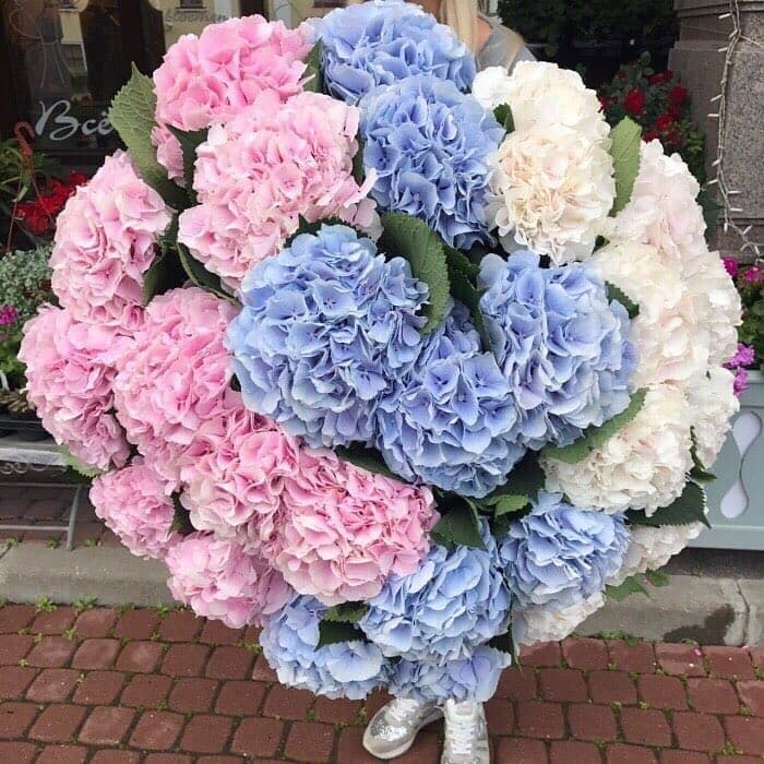 29 гортензий — купить в Ростове-на-Дону