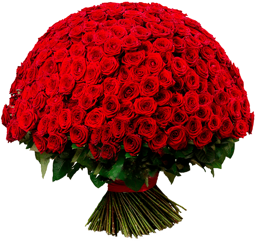 301 роза 70см — купить в Ростове-на-Дону