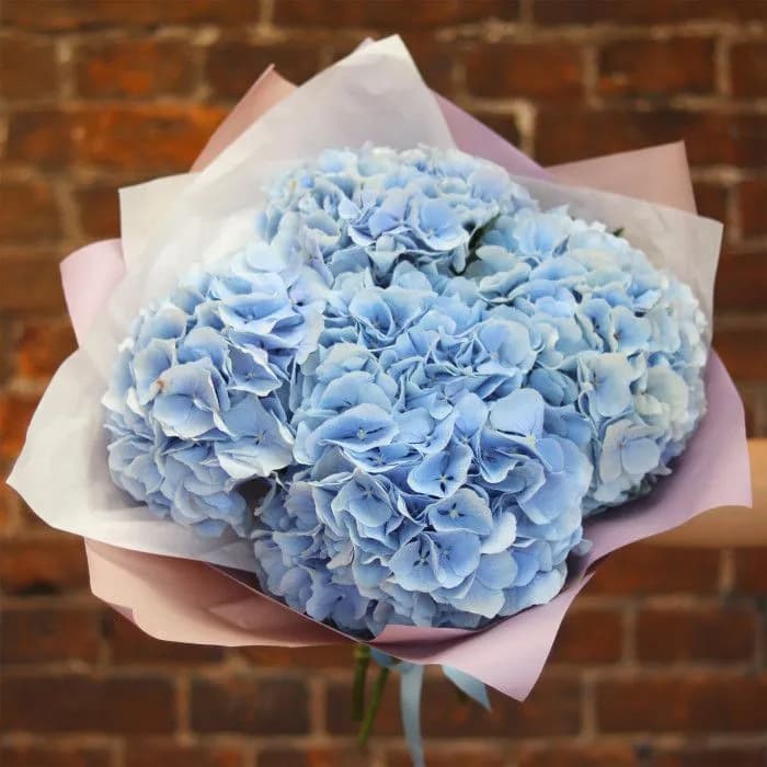 5 голубых гортензий — купить в Ростове-на-Дону