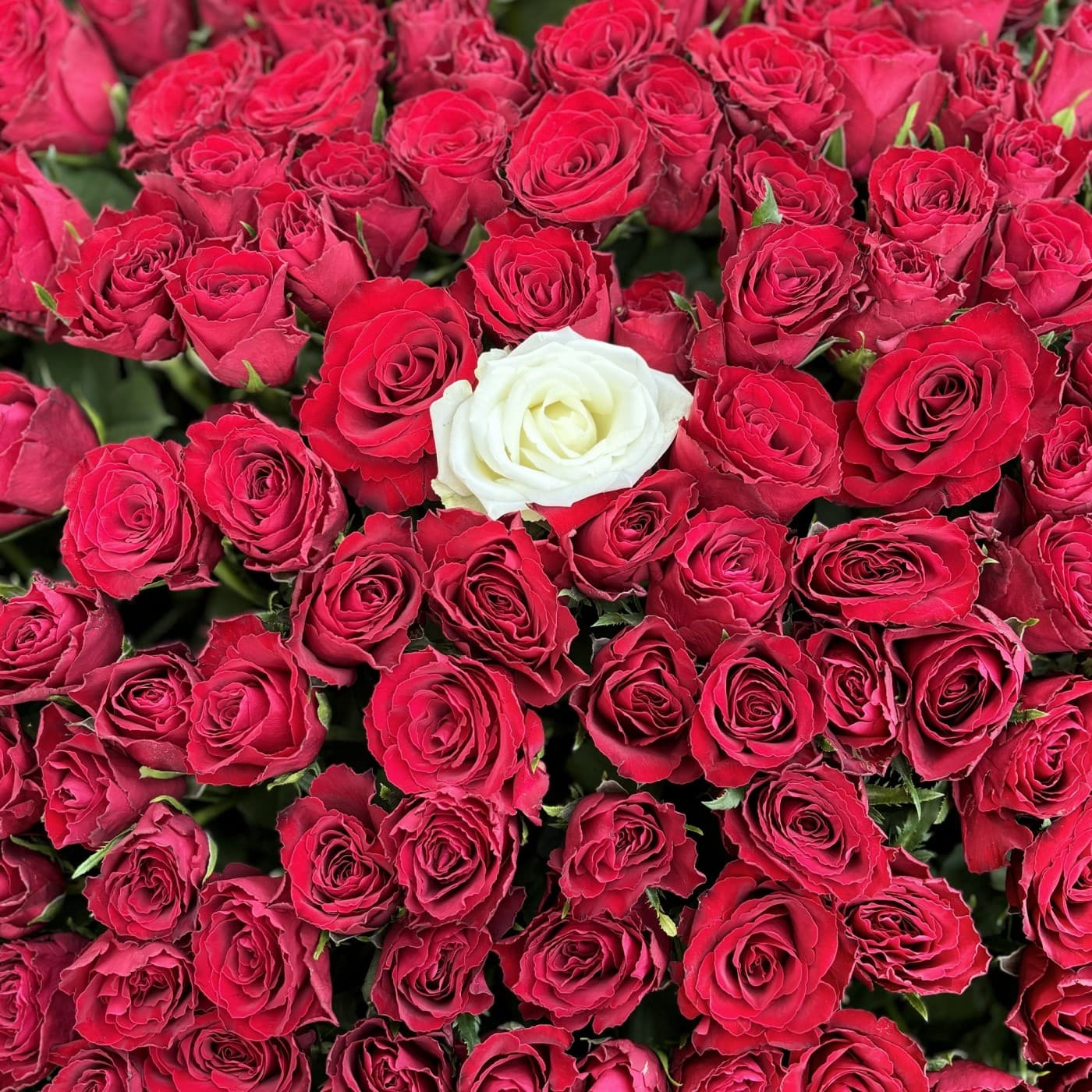 501 красная роза в корзине — купить в Краснодаре — фото 2