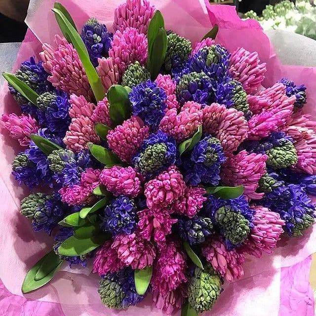 51 гиацинт — купить в Ростове-на-Дону