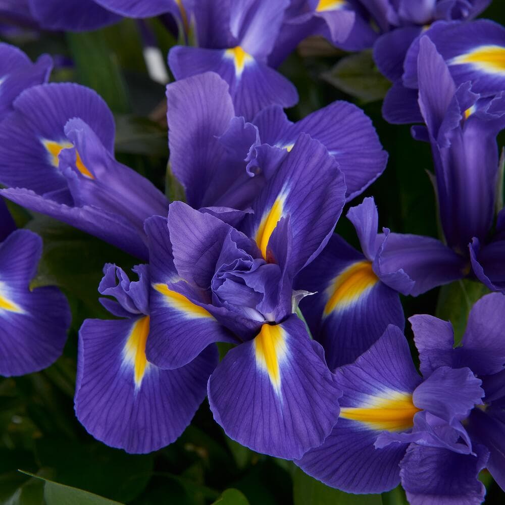 51 ирис в корзине — купить в Ростове-на-Дону — фото 2