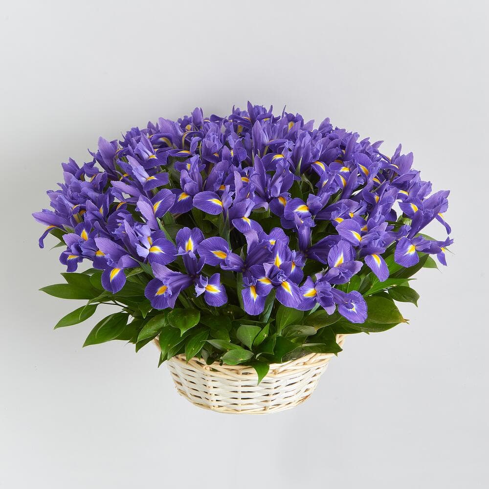 51 ирис в корзине — купить в Ростове-на-Дону — фото 4