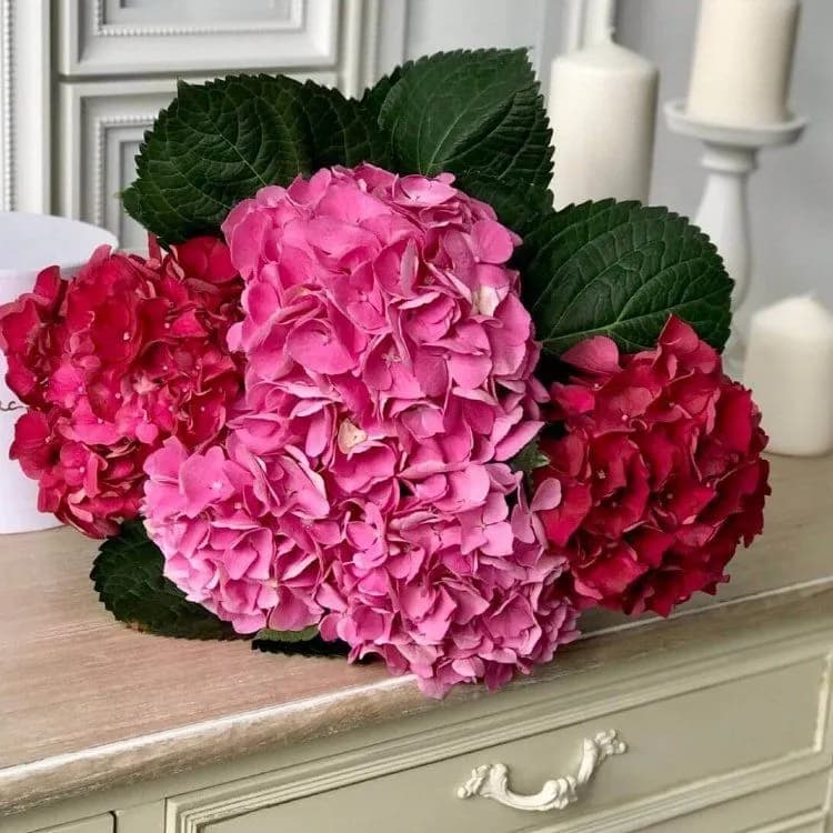 7 гортензий — купить в Ростове-на-Дону