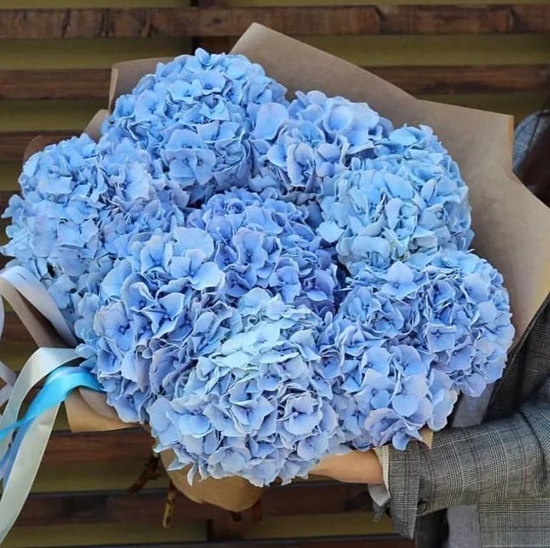 7 нежных гортензий — купить в Ростове-на-Дону — фото 2