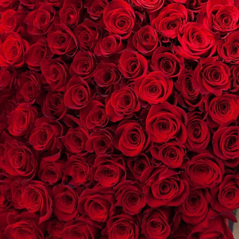 БУКЕТ ИЗ 101 МЕТРОВОЙ ГОЛЛАНДСКОЙ РОЗЫ — фото 4 — купить в Волгограде — фото 4