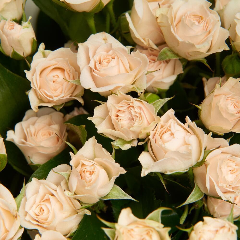 Букет из 11 кремовых кустовых роз — фото 3 — купить в Волгограде — фото 3