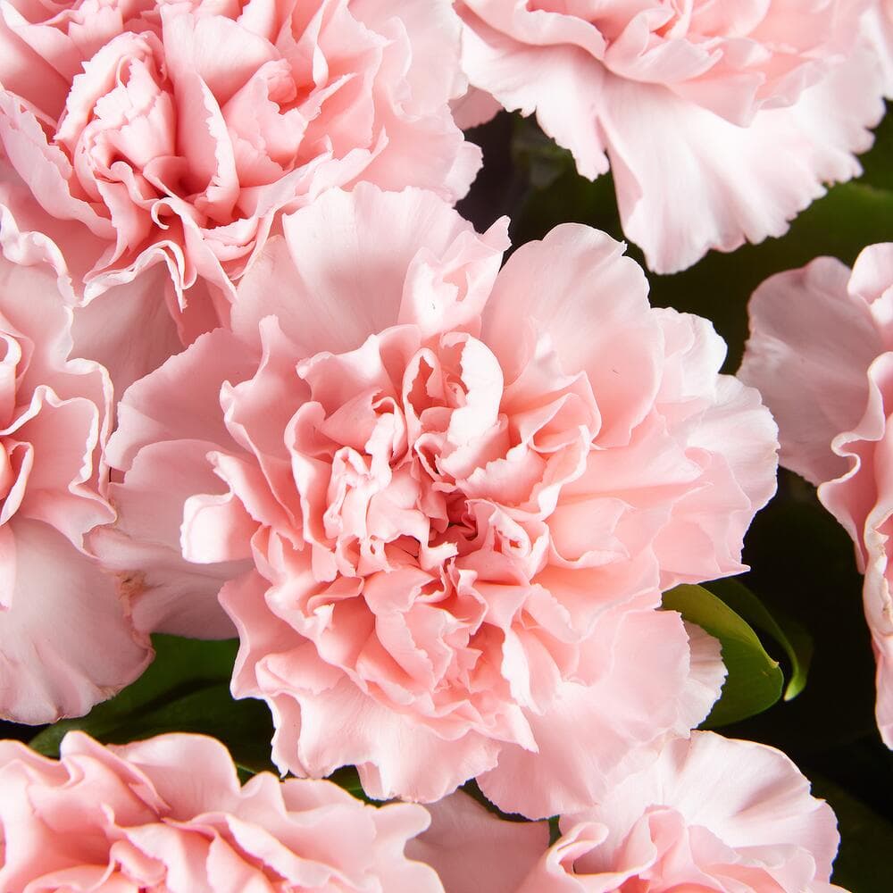 Букет из 15 диантусов (цвет на выбор) — фото 2 — купить в Сочи — фото 2