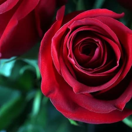 Букет из 15 голландских роз 100 см — купить в Ростове-на-Дону — фото 4