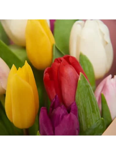 Букет из 15 тюльпанов: микс — фото 4 — купить в Сочи — фото 4