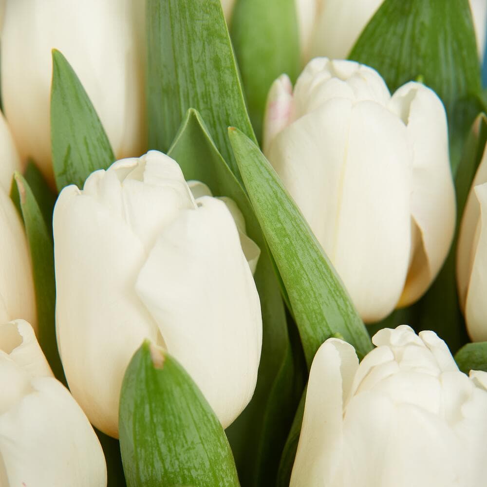 Букет из 15 тюльпанов (цвет на выбор) — фото 5 — купить в Сочи — фото 5