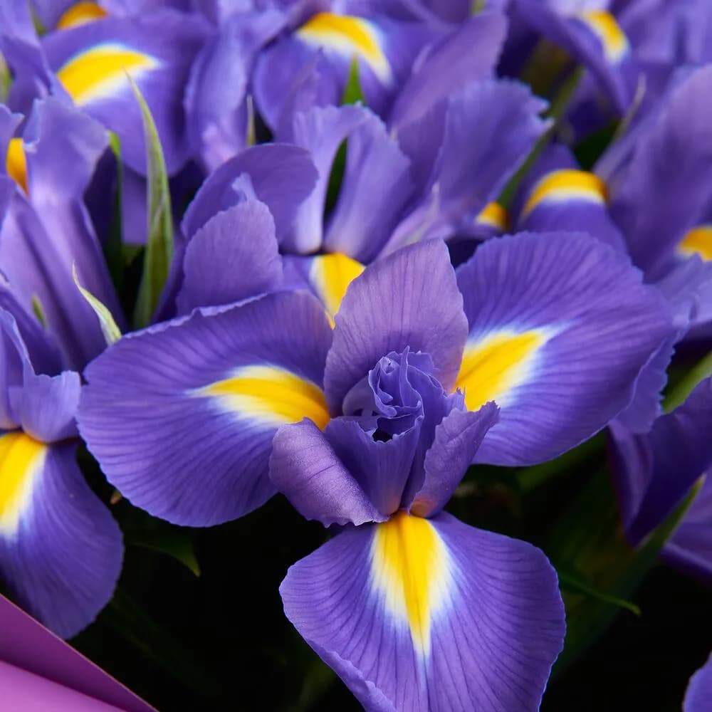 Букет из 19 ирисов — купить в Ростове-на-Дону — фото 5