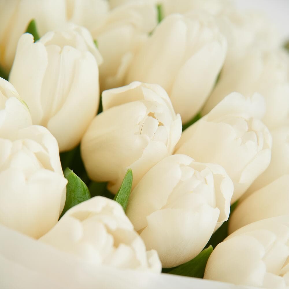Букет из 25 белых тюльпанов — фото 3 — купить в Волгограде — фото 3