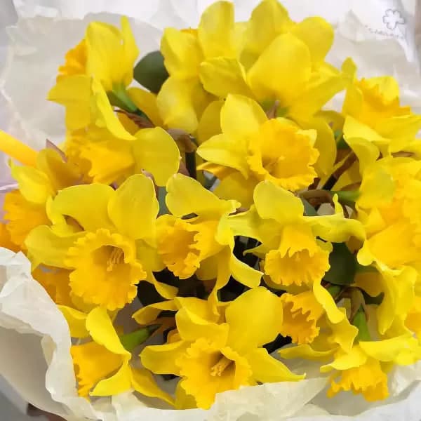 Букет из 25 нарциссов — фото 2 — купить в Краснодаре — фото 2
