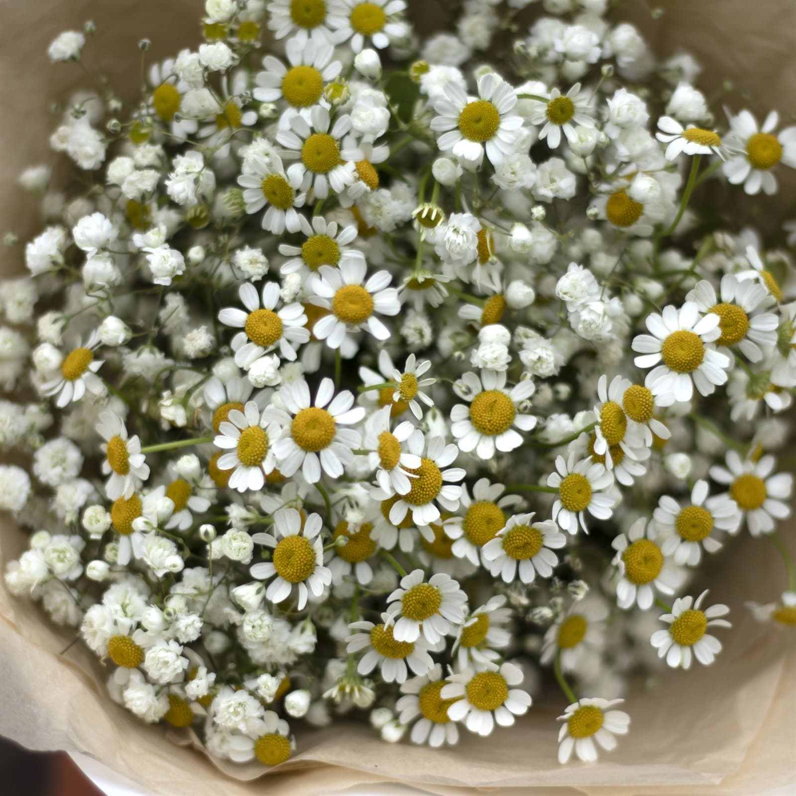 Букет из гипсофилы и ромашек — фото 4 — купить в Волгограде — фото 4