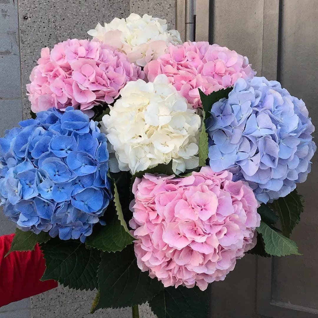 Букет из гортензии — купить в Ростове-на-Дону