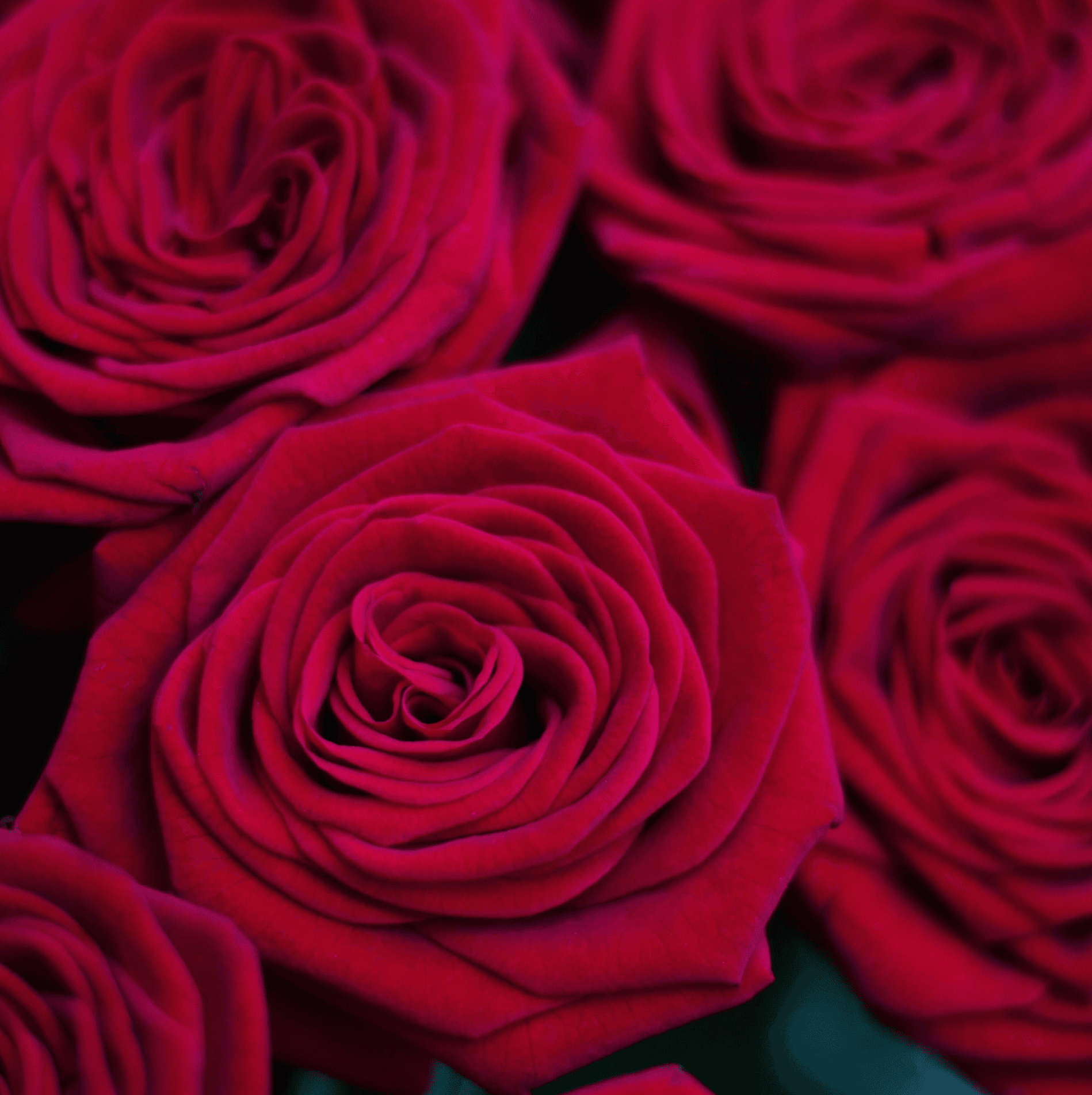 Букет "Красивый комплимент" из 25 голландских роз — купить в Ростове-на-Дону — фото 2