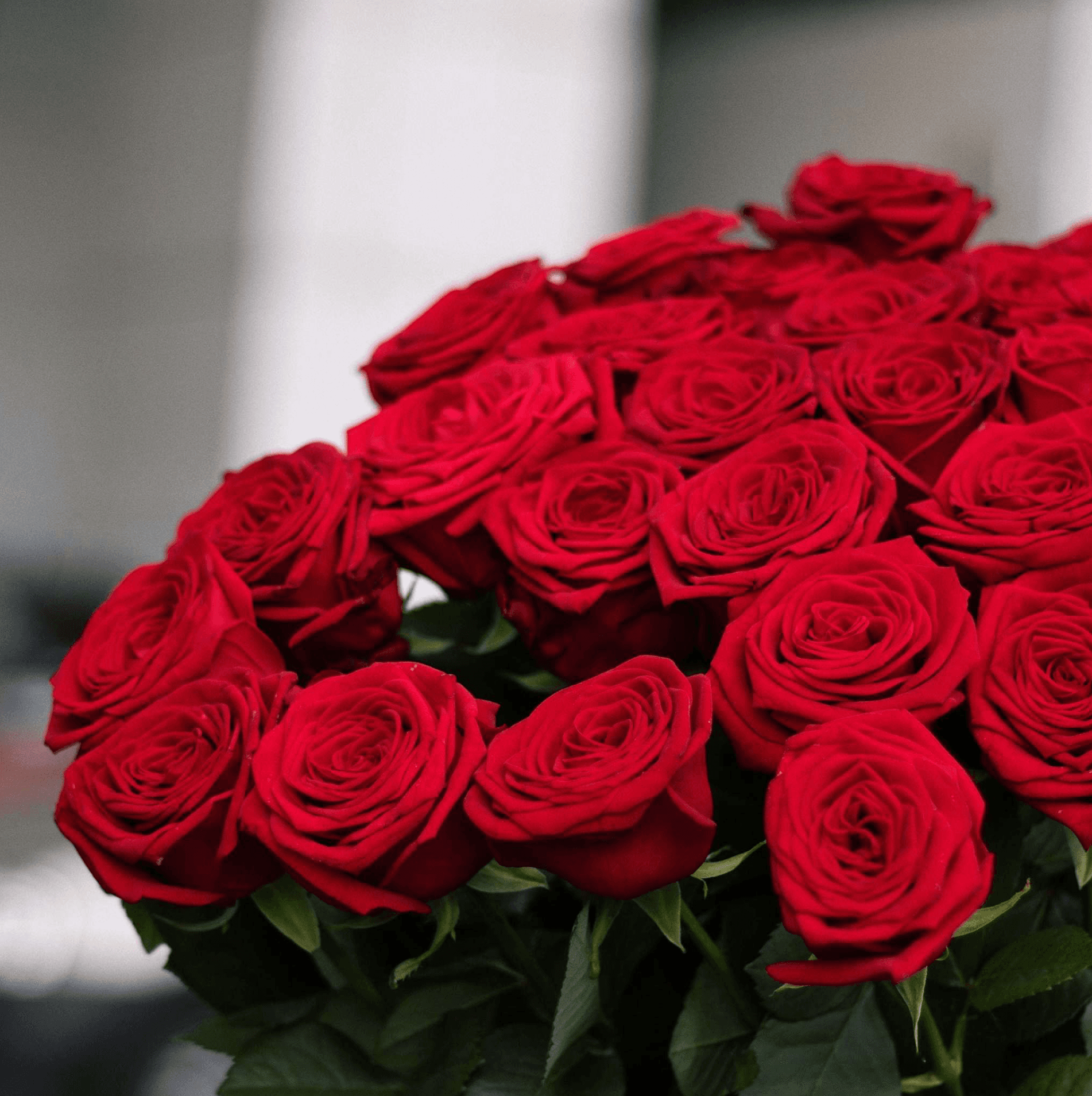 Букет "Красивый комплимент" из 25 голландских роз — купить в Ростове-на-Дону — фото 3