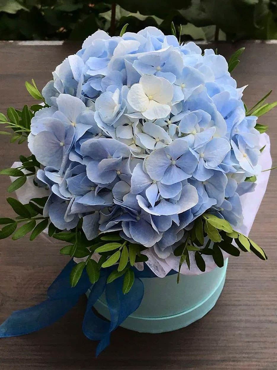 Гортензия в шляпной коробке