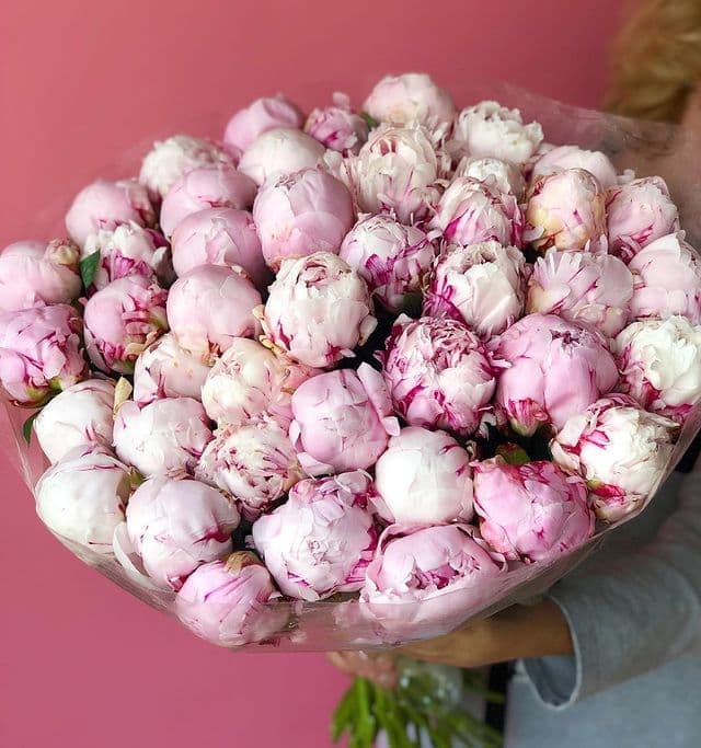 Классические пионы количество на выбор — купить в Ростове-на-Дону