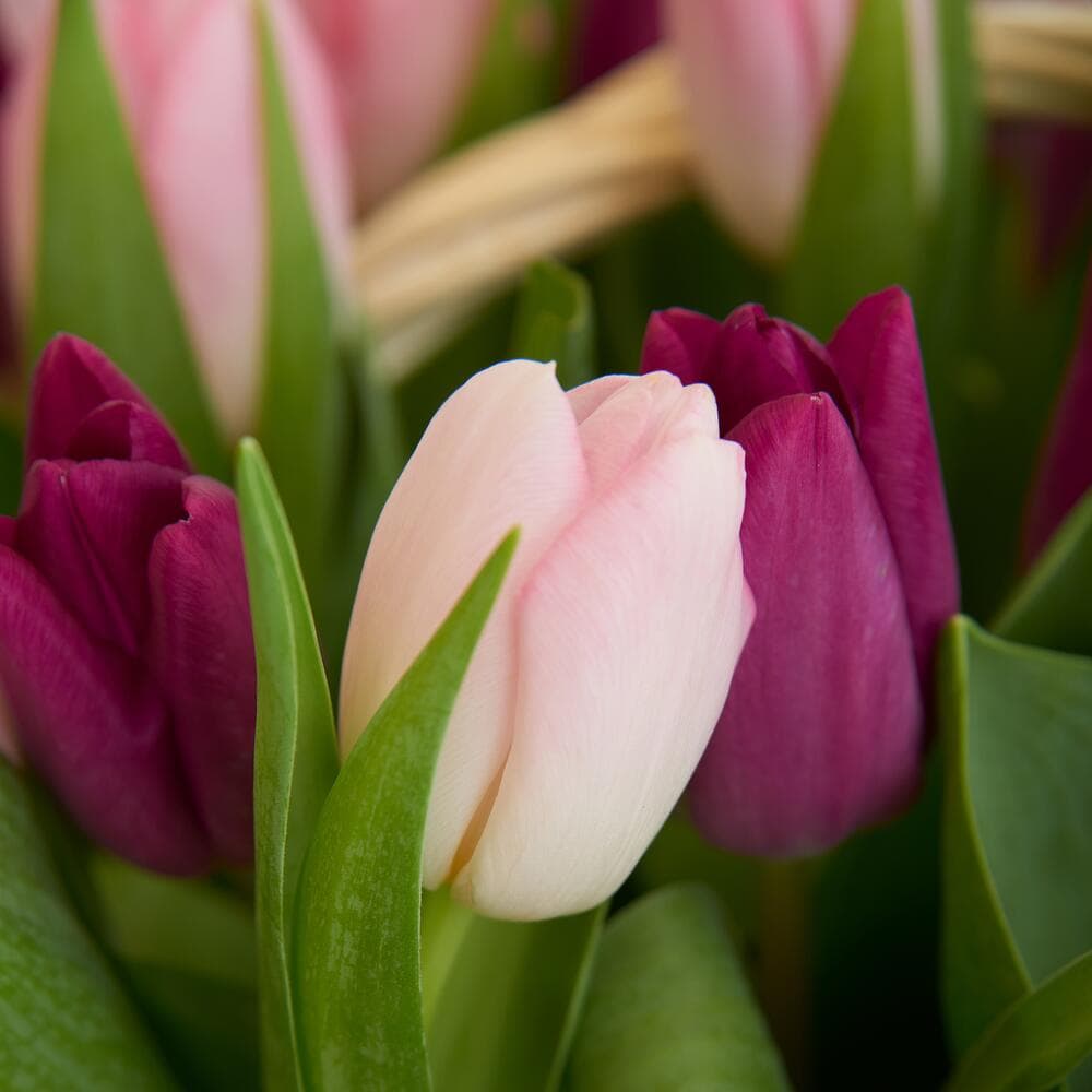 Корзина нежных тюльпанов — фото 2 — купить в Волгограде — фото 2