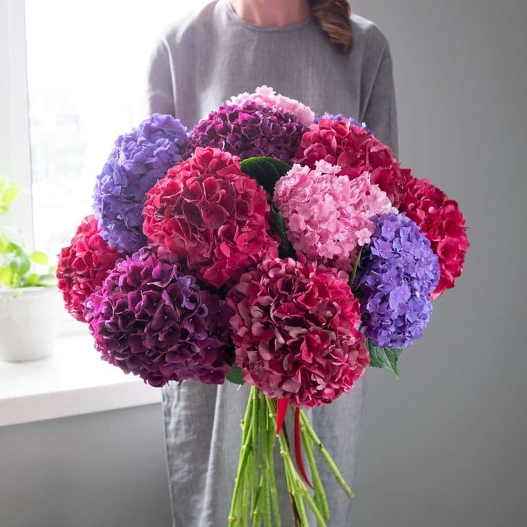 Микс из 15 ярких гортензий — купить в Краснодаре