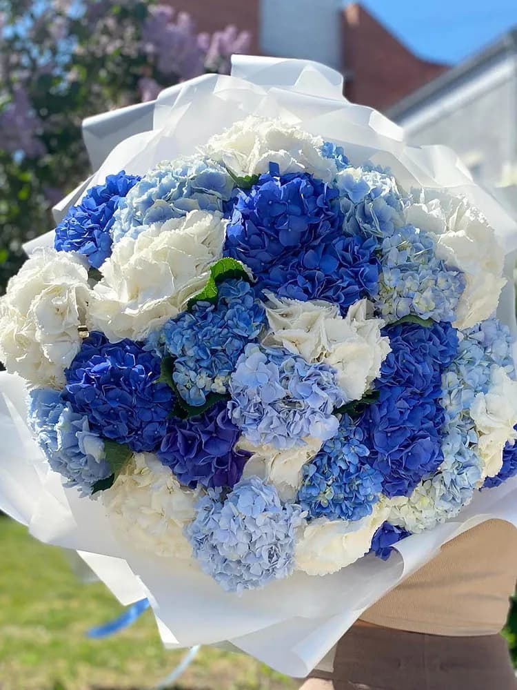 Микс из 31 гортензии — фото 1 — купить в Краснодаре
