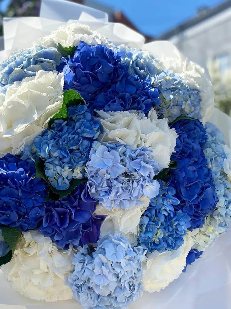 Микс из 31 гортензии — фото 3 — купить в Краснодаре — фото 3