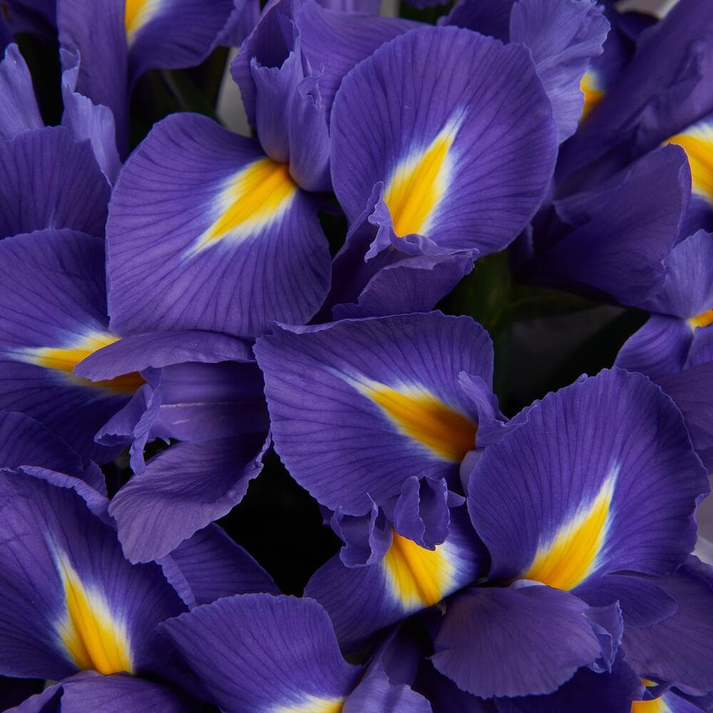 Шляпная коробка с ирисами — фото 5 — купить в Краснодаре — фото 5