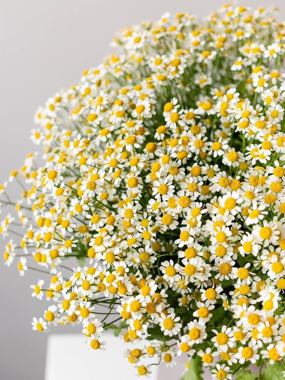 Цветок дня ромашка танацетум