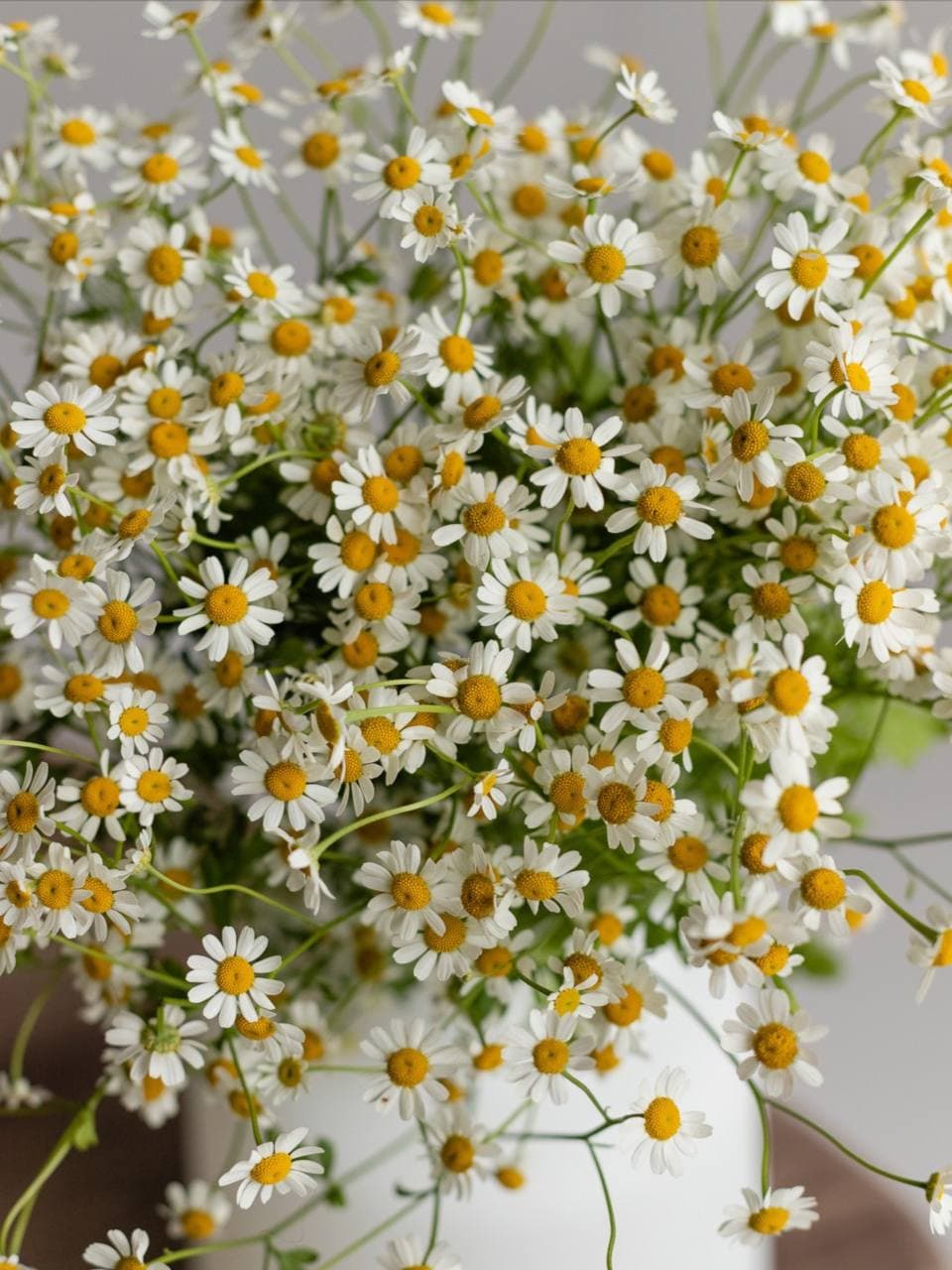 ЦВЕТОК ДНЯ РОМАШКА ТАНАЦЕТУМ — фото 2 — купить в Волгограде — фото 2