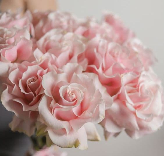 Французские розы: Искусство вывернутых лепестков от Rose Studio