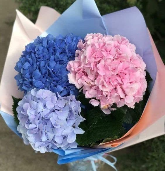 Секреты ухода за гортензией: как сохранить свежесть и красоту цветов
